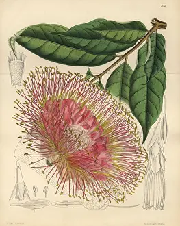 Hand Coloured: Brownea macrophylla, small tree native to New Grenada
