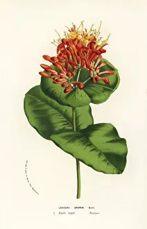 Lonicera: Brown's honeysuckle, Lonicera brownii