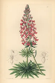 Stylidium: Brown's stylewort, Stylidium brunonianum