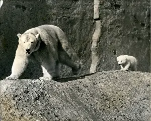Brumas: Brumas the bear cub