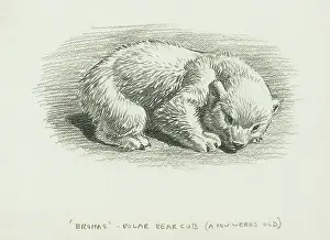 Brumas: Brumas Polar Bear