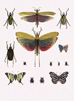 Grasshoppers: Brunner's Phymaetus and Others