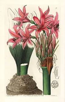 Grandiflora: Brunsvigia grandiflora