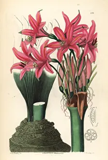 Grandiflora: Brunsvigia grandiflora