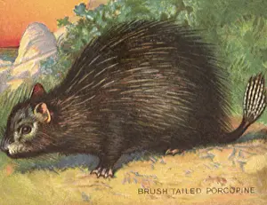 Porcupine: Brush Tailed Porcupine