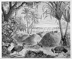 Meleagris: BRUSH TURKEYS