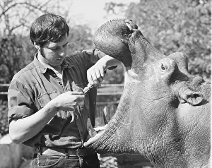 Hippos: Brushing a hippo's teeth