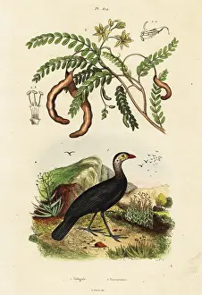Du Casse: Brushturkey and tamarind