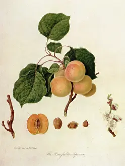 Linnaeus: Brussels Apricots