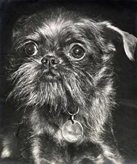 Griffon: Brussels Griffon dog looking serious
