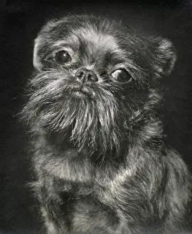 Griffon: Brussels Griffon dog looking sad