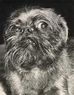 Thoughtful: Brussels Griffon dog looking thoughtful