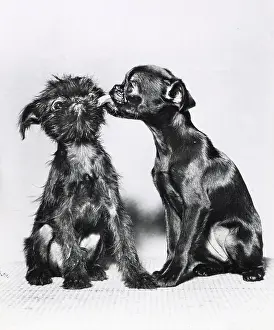 Griffon: Two Brussels Griffon puppies
