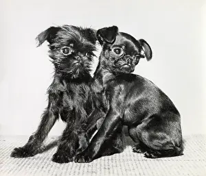 Griffon: Two Brussels Griffon puppies