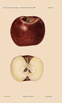 Passmore: Bryant Apple