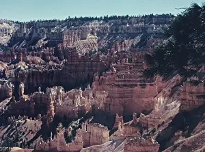 Evergreens: Bryce Canyon - Utah