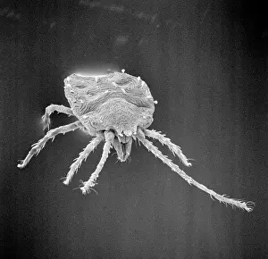 Lobsters: Bryobia praetiosa, clover mite