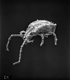Arachnida: Bryobia praetiosa, clover mite