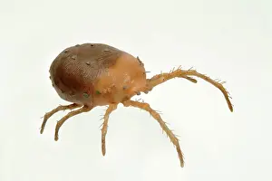 Arachnida: Bryobia praetiosa, clover mite model