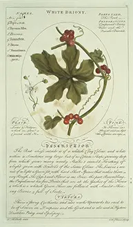 Fabidae: Bryonia alba, white briony