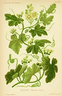 Dioica: BRYONIA DIOICA