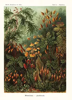 Glitsch: Bryophyta mosses