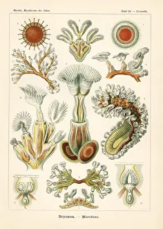 Glitsch: Bryozoa moss animals