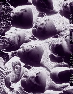 Bryozoan: A bryozoan colony