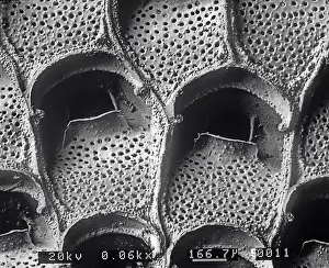 Bryozoan: A bryozoan colony