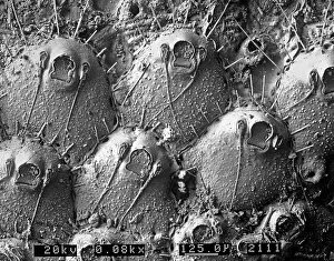Bryozoan: A bryozoan colony