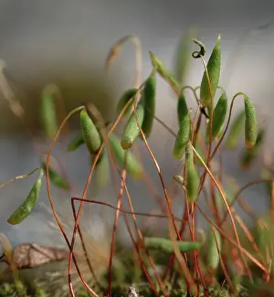 Bryophyta: Bryum capillare, bryum moss