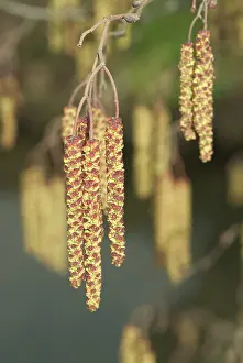 Bryophyta: Bryum capillare, bryum mosses