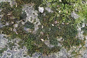 Bryophyta: Bryum capillare, bryum mosses