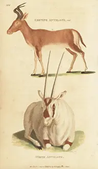 Bubal hartebeest (extinct) and white oryx