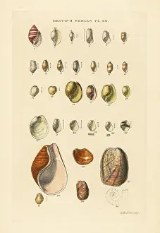 Bulla: Bubble snails and sea snail varieties, Cylichna, Bulla, etc