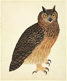 Strigiformes: Bubo bubo bengalensis, Eurasian eagle-owl