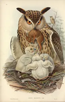 Strigiformes: Bubo bubo, Eurasian eagle-owl