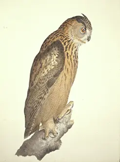 Strigiformes: Bubo bubo, Eurasian eagle-owl