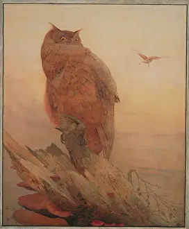 Strigiformes: Bubo bubo, northern eagle-owl