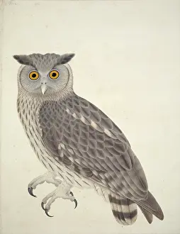 Strigiformes: Bubo coromandus, dusky eagle owl