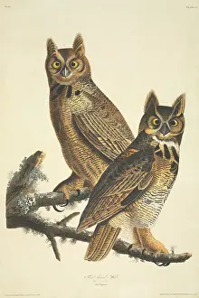 Strigiformes: Bubo virginianus, great-horned owl