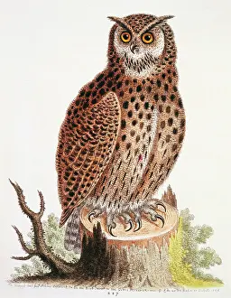 Strigiformes: Bubo virginianus, great horned owl