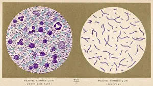 Bubonic Plague Bacillus