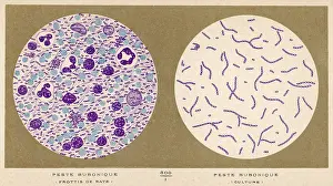 Discovered: Bubonic Plague Bacillus