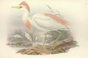 Pelecaniformes: Bubulcus ibis, cattle egret