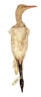 Montagu: Bubulcus ibis, cattle egret