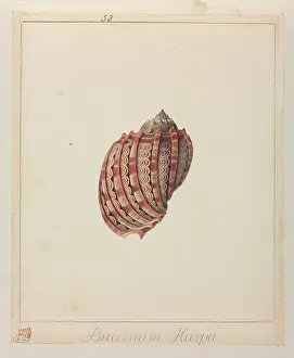 Gastropod: Buccinum harpa