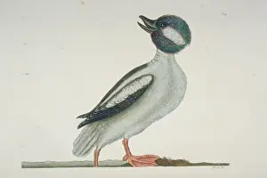 Bucephala: Bucephala albeola, bufflehead