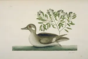Bucephala: Bucephala albeola, bufflehead