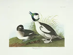 Bucephala: Bucephala albeola, bufflehead